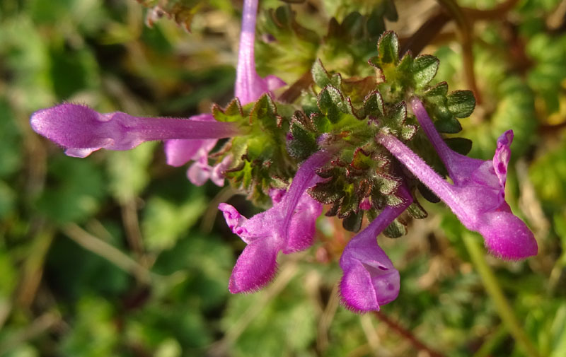 Lamium amplexicaule - Lamiaceae (Labiatae)